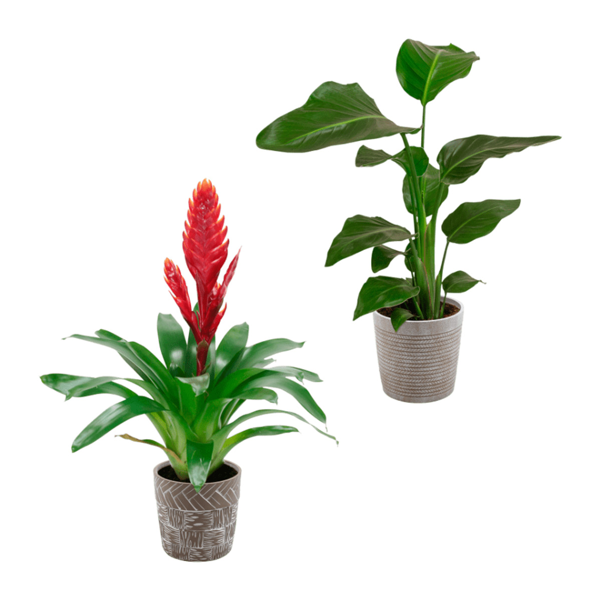 GARDENLINE Pflanze in Trendkeramik von ALDI Nord ansehen!