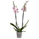 Bild 3 von GARDENLINE 2-Trieber-Orchidee