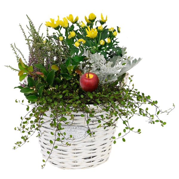 Bild 3 von GARDENLINE Bepflanzte Holzgefäße