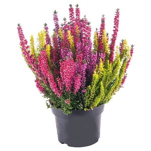 GARDENLINE Calluna Deluxe „Beauty Ladies® “