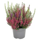 Bild 1 von GARDENLINE Calluna „Sabella-Trio“