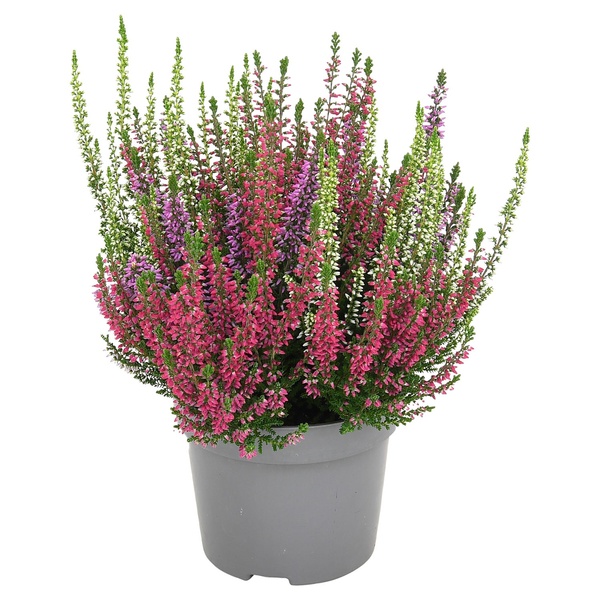 Bild 1 von GARDENLINE Calluna „Sabella-Trio“