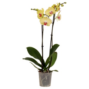 GARDENLINE 2-Trieber-Orchidee