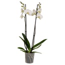 Bild 2 von GARDENLINE 2-Trieber-Orchidee