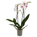 Bild 4 von GARDENLINE 2-Trieber-Orchidee