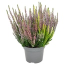 Bild 2 von GARDENLINE Calluna „Sabella-Trio“