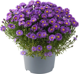 Kissen-Aster Aster dumosus 5 Liter Container