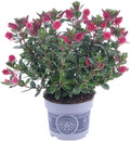 Bild 1 von Gräsermix 11 cm Topf, 25 cm hoch