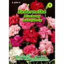 Bild 1 von Dianthus plumarius, Federnelken, Mischung