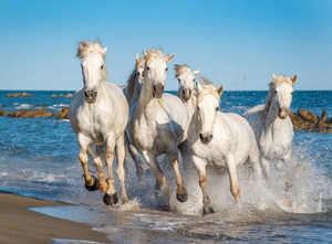 Papermoon Fototapete "Camargue Horses"