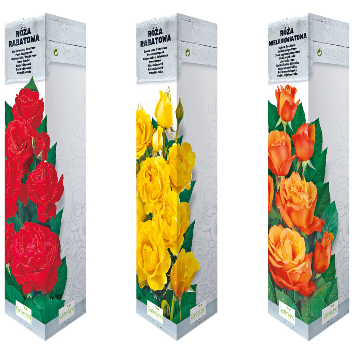 Bild 1 von Rosen 'Classic'