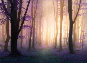 Papermoon Fototapete "Mystic Fogga Forest"