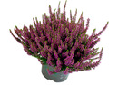 Bild 1 von Calluna 'Beauty Ladies Twins' 12cm Topf