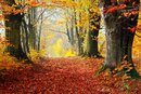 Bild 1 von Papermoon Fototapete "Mystischer Herbstpfad"