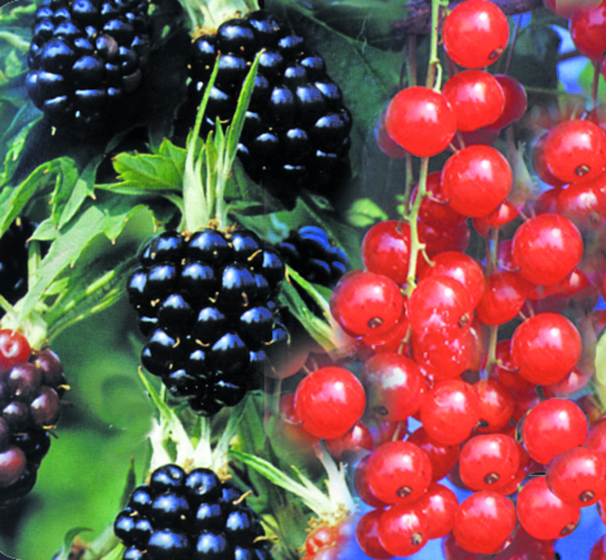 Bild 1 von Beerenobst-Busch 19cm