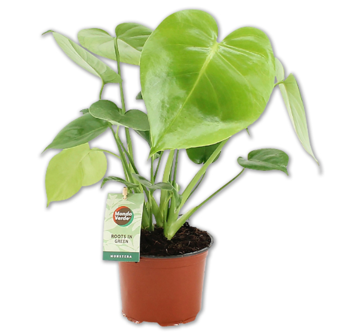 Bild 1 von Fensterblatt*