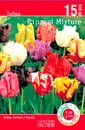 Bild 1 von Tulpen Attraktiv