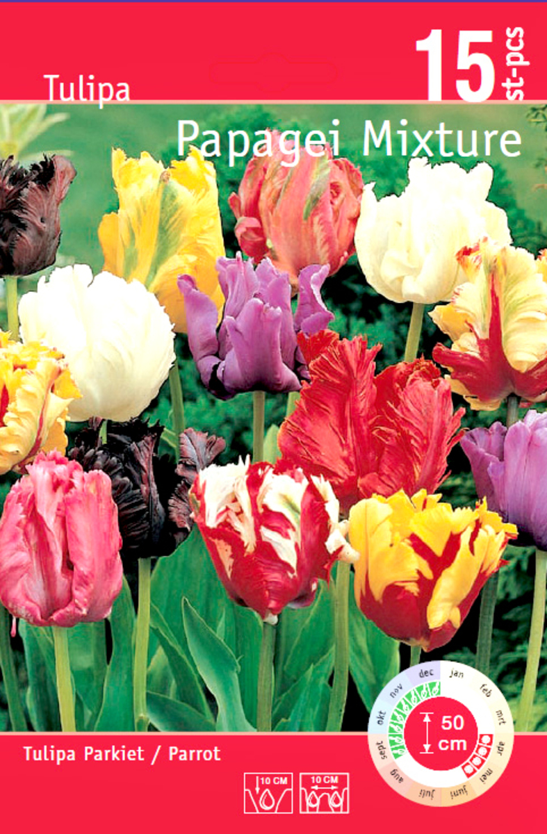 Bild 1 von Tulpen Attraktiv