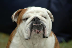 Papermoon Fototapete "Englisches Bulldoggenporträt"