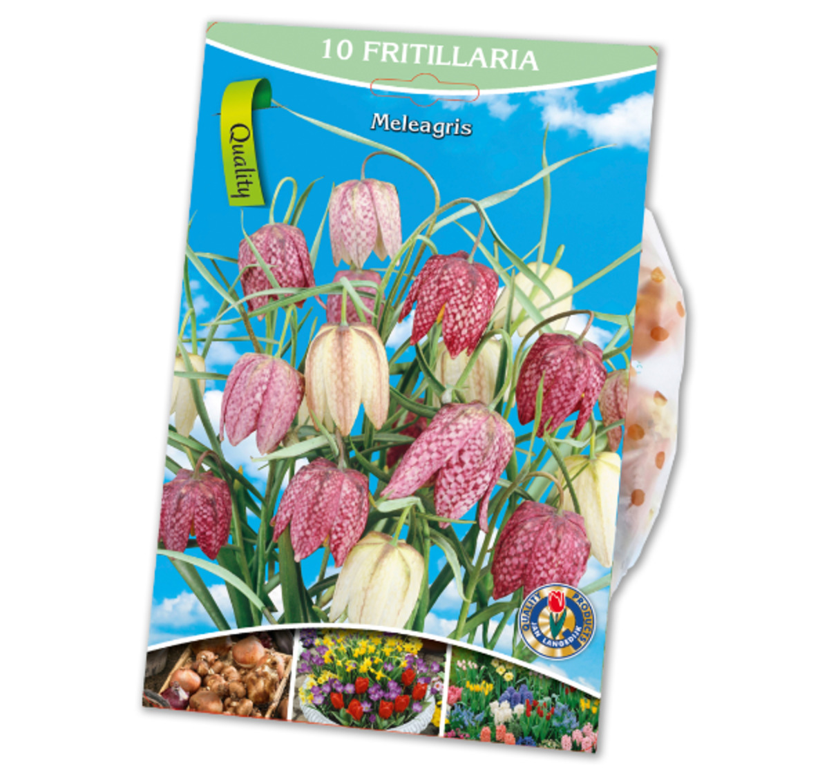 Bild 1 von Blumenzwiebeln*