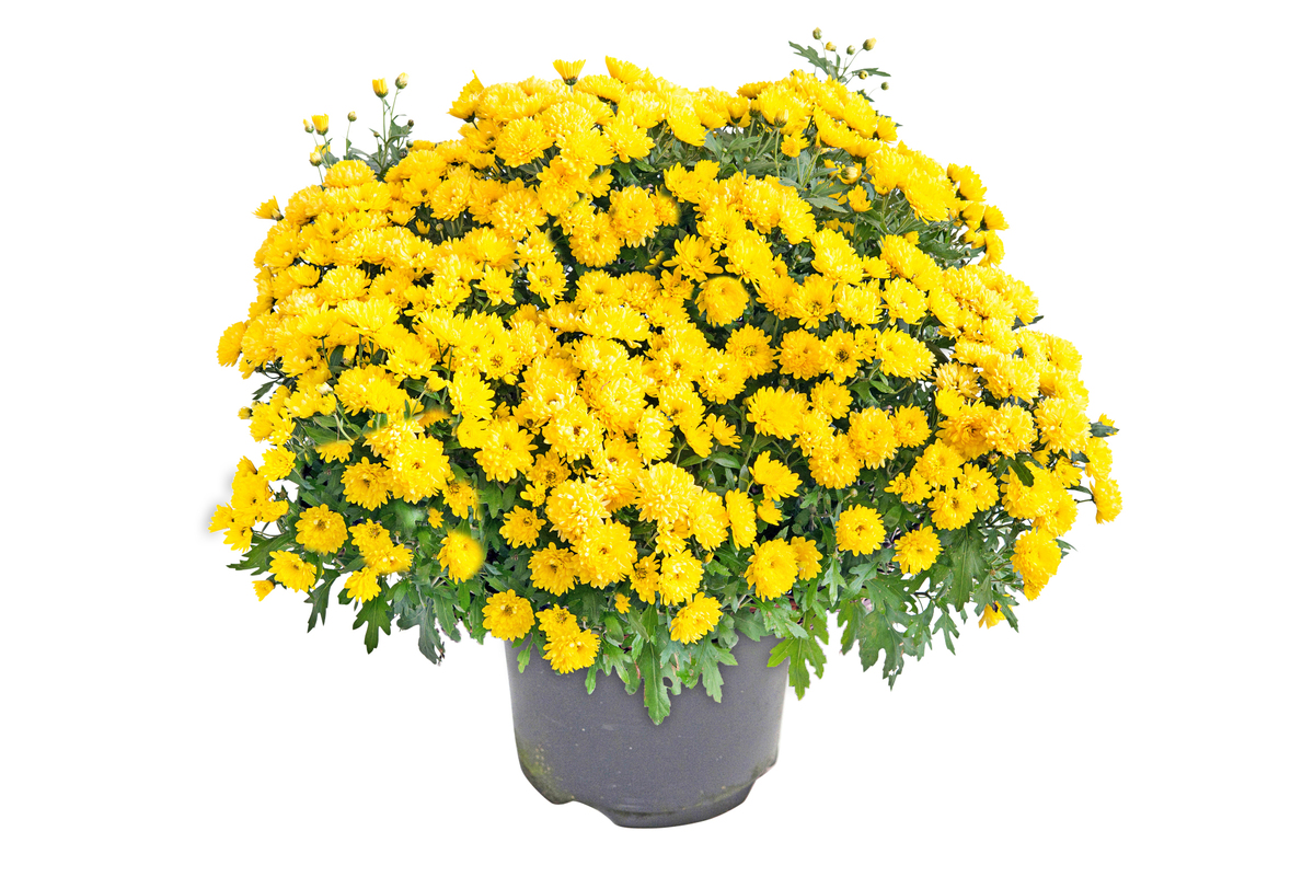 Bild 1 von Kugelchrysanthemen 19cm Topf