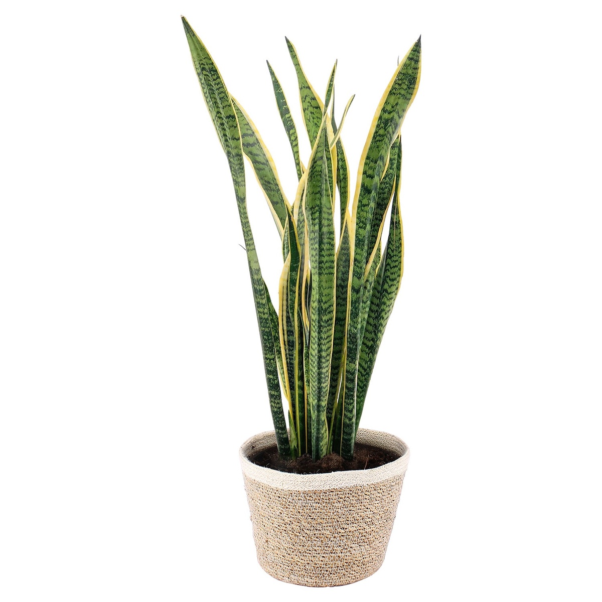 Bild 3 von GARDENLINE Grünpflanze im Korb