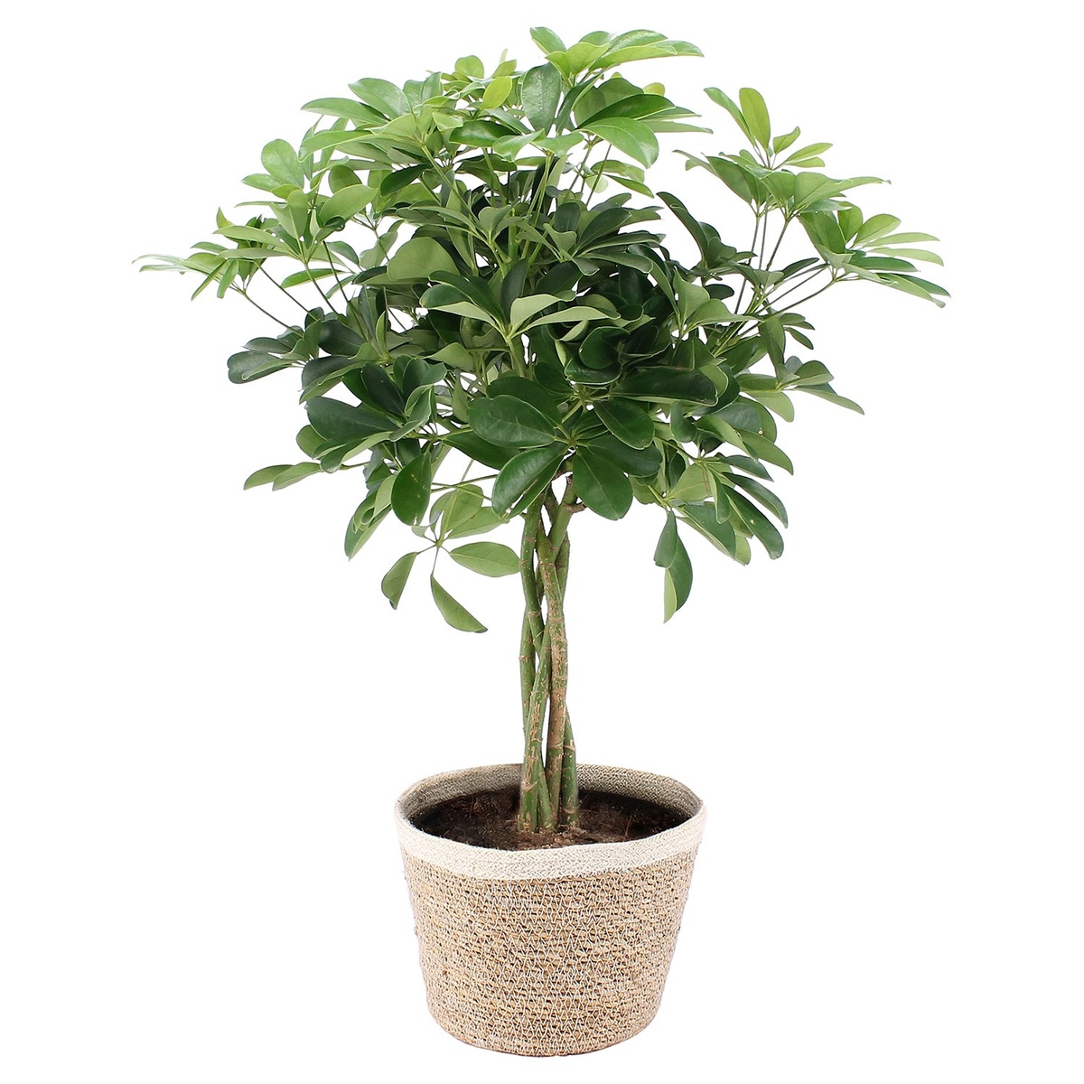 Bild 1 von GARDENLINE Grünpflanze im Korb