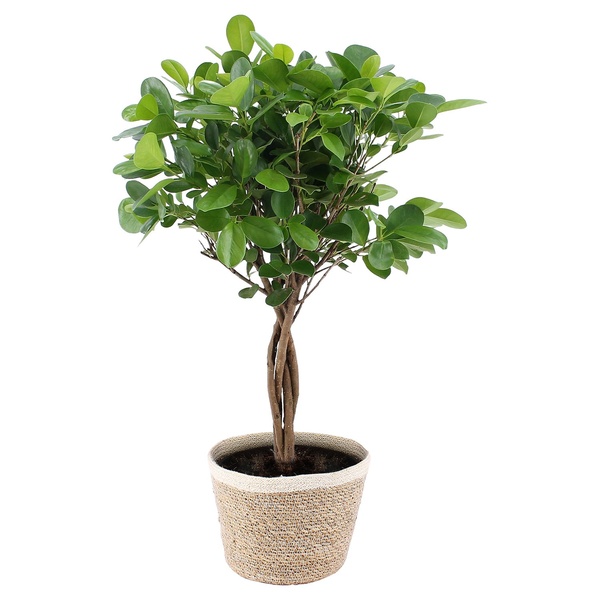 Bild 4 von GARDENLINE Grünpflanze im Korb