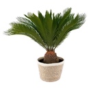 Bild 2 von GARDENLINE Grünpflanze im Korb