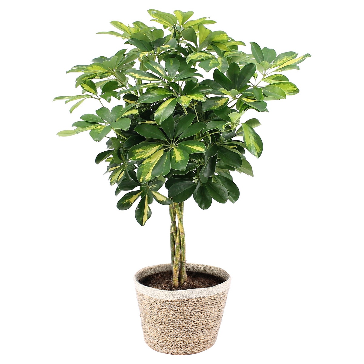 Bild 2 von GARDENLINE Grünpflanze im Korb