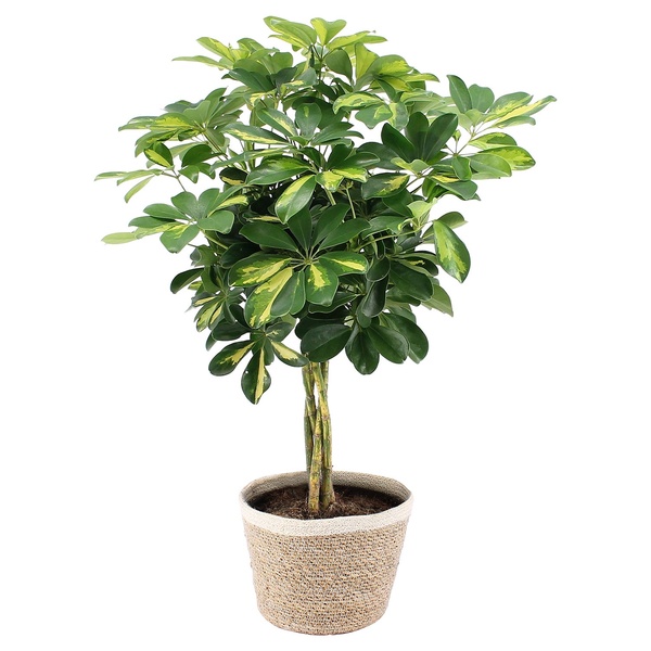 Bild 2 von GARDENLINE Grünpflanze im Korb