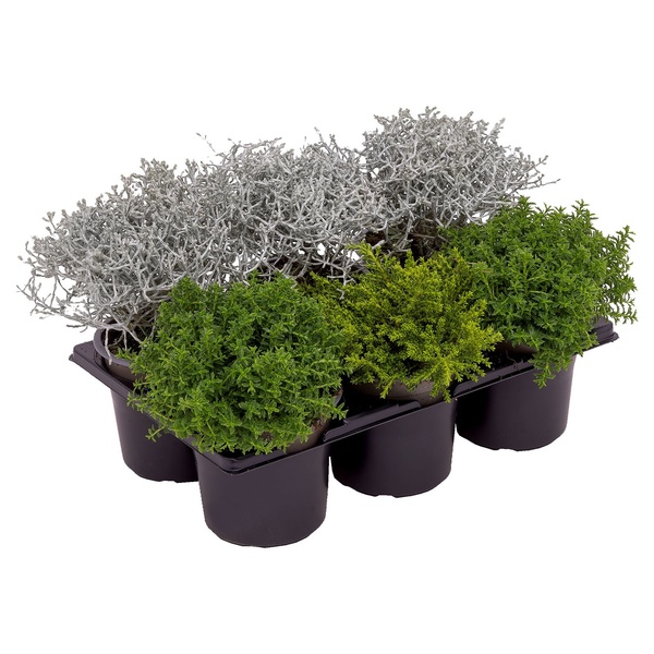 Bild 1 von GARDENLINE Herbstmix, 6er-Tray