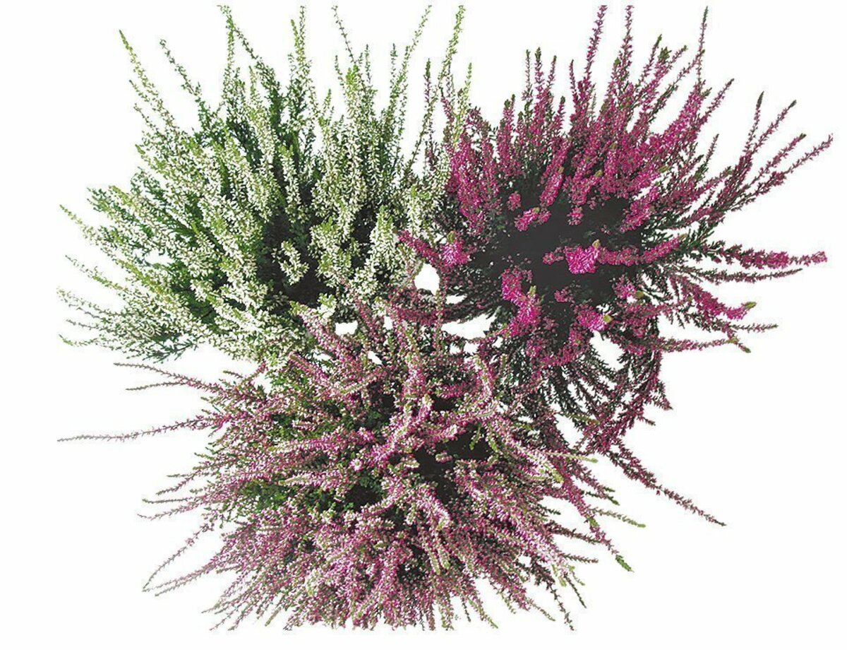 Bild 2 von Herbstheide