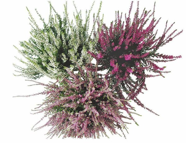 Bild 2 von Herbstheide