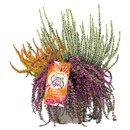 Bild 3 von GARDENLINE Calluna Up Down Girls®