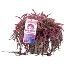 Bild 2 von GARDENLINE Calluna Rasta Girls®