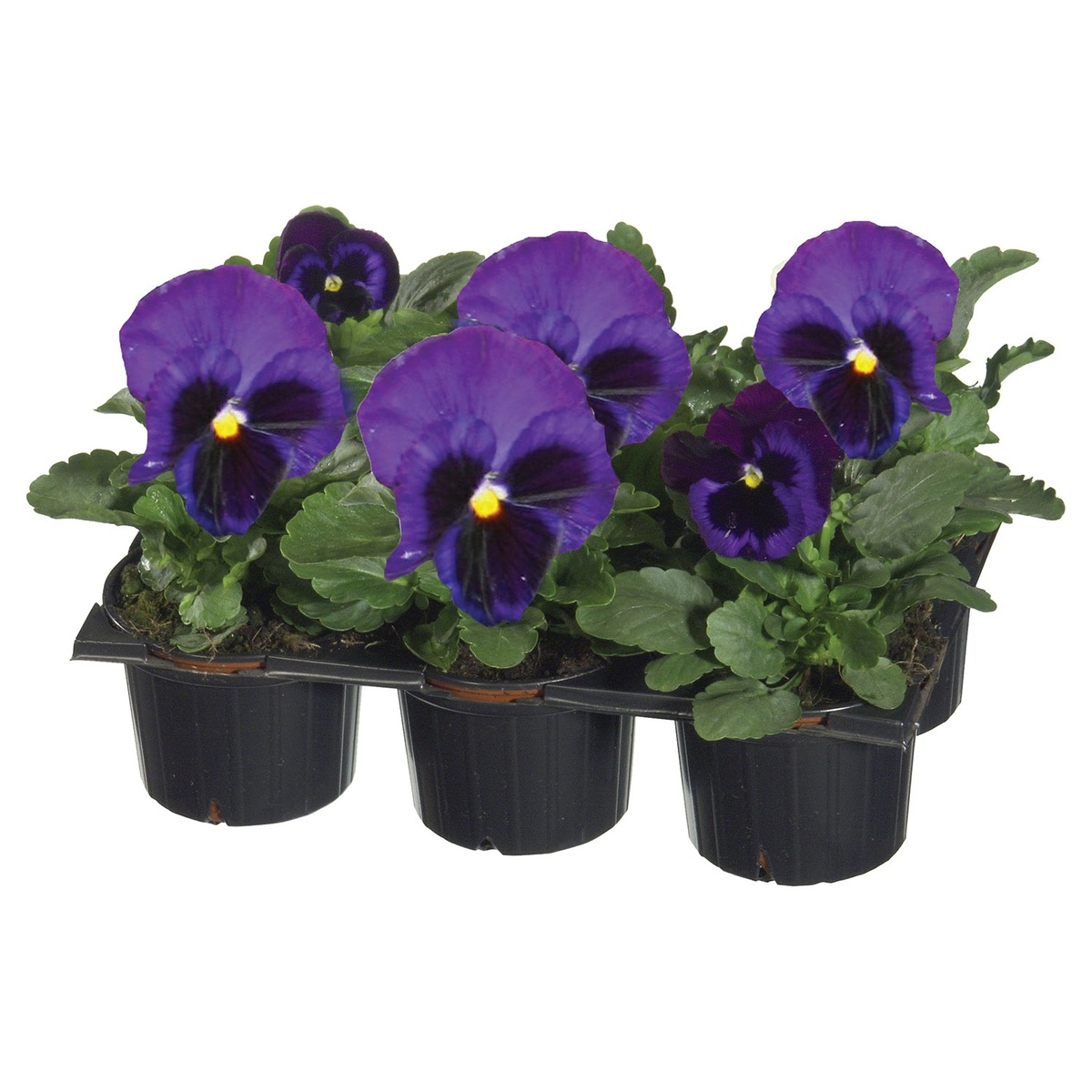 Bild 1 von GARDENLINE Herbstvielfalt, 6er-Tray