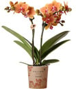 Bild 1 von Orchidee Phalaenopsis Kolibrie 2 Triebe 9 cm Topf ca. 40 cm hoch