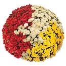Bild 2 von GARDENLINE Chrysanthemen-Busch-Trio