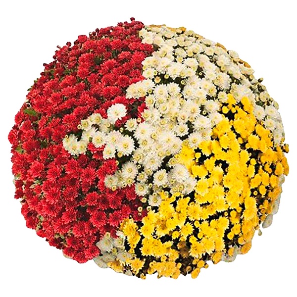 Bild 2 von GARDENLINE Chrysanthemen-Busch-Trio