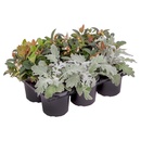 Bild 2 von GARDENLINE Herbstmix, 6er-Tray