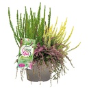 Bild 1 von GARDENLINE Calluna Up Down Girls®