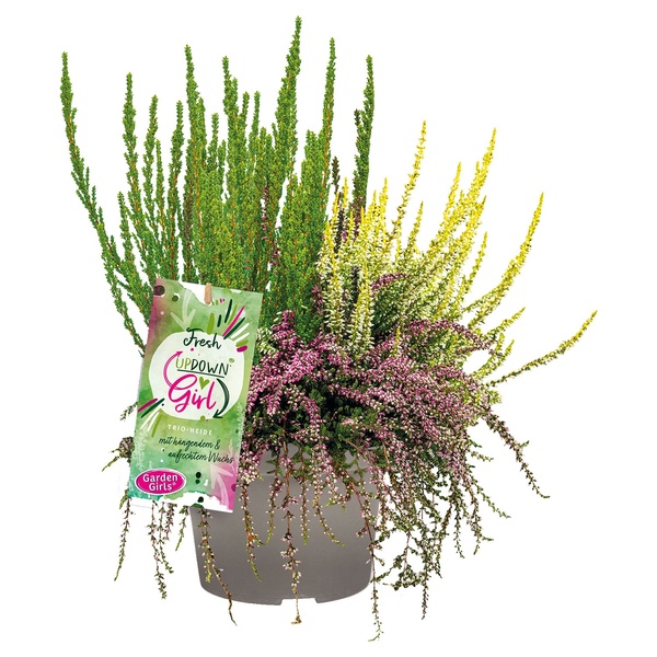 Bild 1 von GARDENLINE Calluna Up Down Girls®