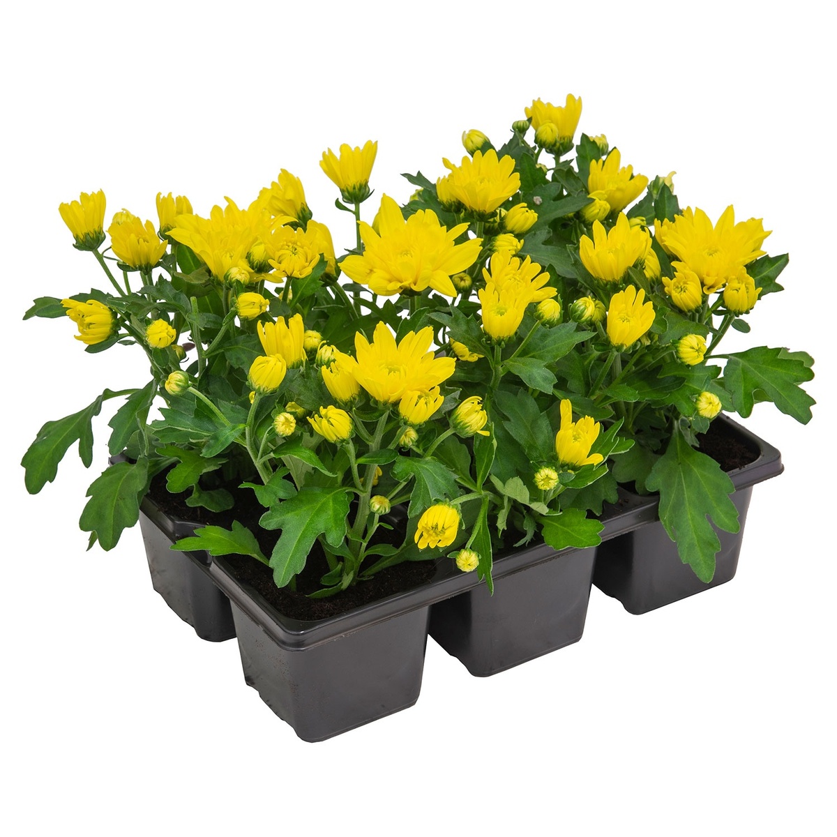 Bild 3 von GARDENLINE Herbstvielfalt, 6er-Tray