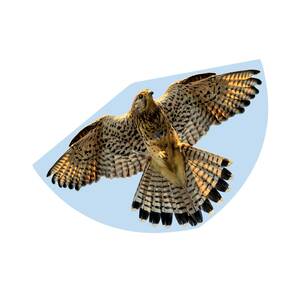 Kinderdrachen Falke  mit Schnur 92 x 62 cm