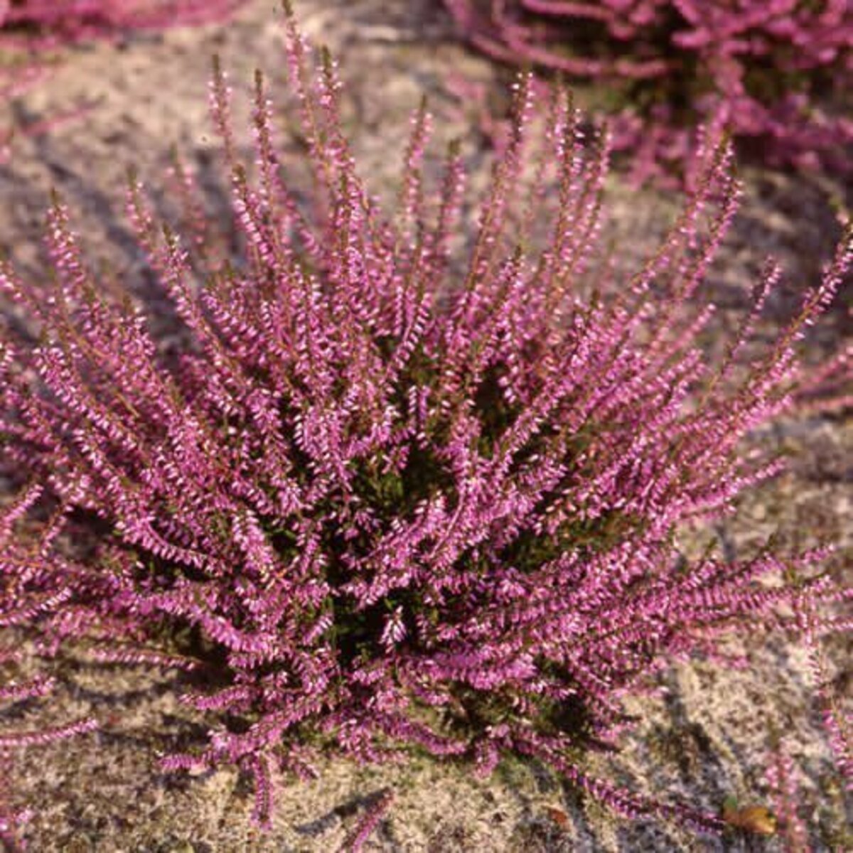 Bild 3 von Herbstheide