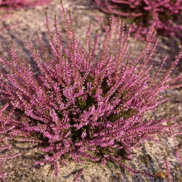 Bild 3 von Herbstheide