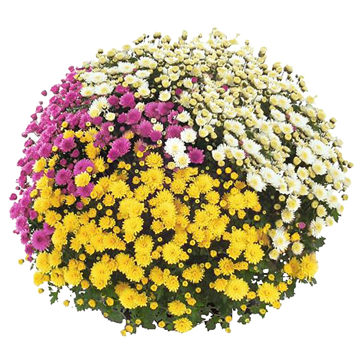 Bild 1 von GARDENLINE Chrysanthemen-Busch-Trio