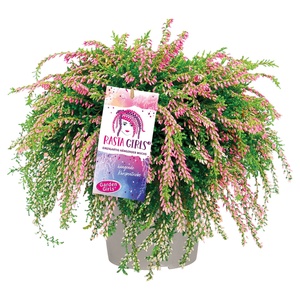 GARDENLINE Calluna Rasta Girls®