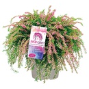 Bild 1 von GARDENLINE Calluna Rasta Girls®